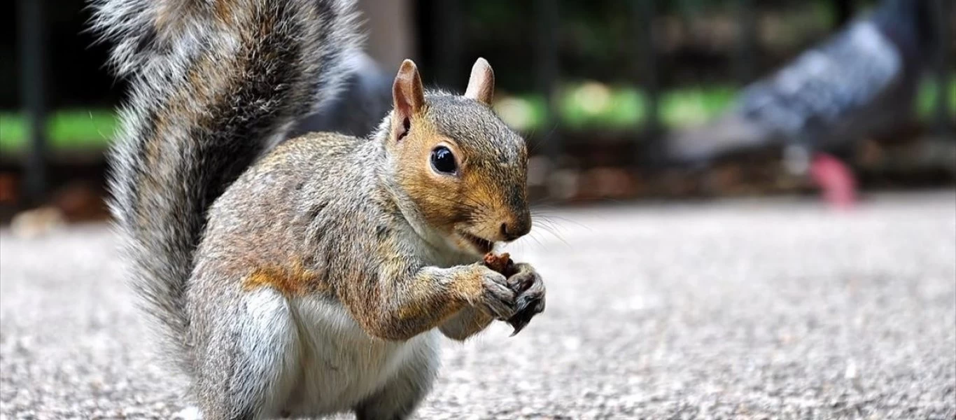 Κολοράντο: Σκίουρος βρέθηκε θετικός σε βουβωνική πανώλη